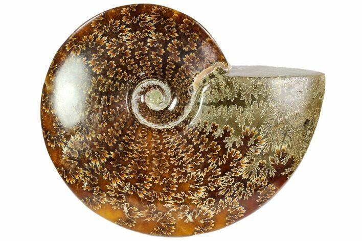 Polished, Agatized Ammonite (Cleoniceras) - Madagascar #104854